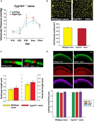 Absence of Cytochrome P450-1b1 Increases Susceptibility of Pressure-Induced Axonopathy in the Murine Retinal Projection